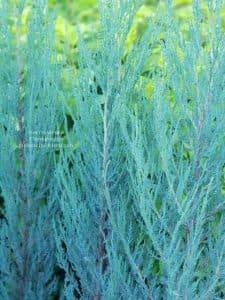 Можжевельник скальный Блю Арроу (Блю Эрроу) (Juniperus scopolorum Blue Arrow) ФОТО Питомник растений Природа (1)