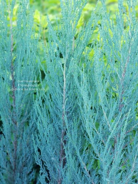 Ялівець скельний Блю Арроу (Блю Ерроу) (Juniperus scopolorum Blue Arrow) ФОТО Розплідник рослин Природа (1)