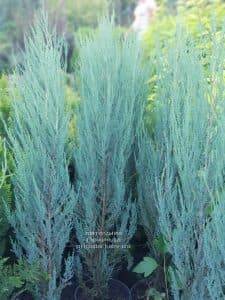 Можжевельник скальный Блю Арроу (Блю Эрроу) (Juniperus scopolorum Blue Arrow) ФОТО Питомник растений Природа (3)