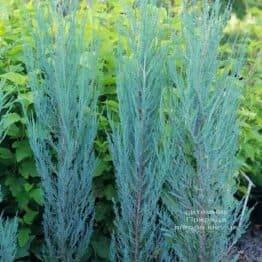 Можжевельник скальный Блю Арроу (Блю Эрроу) (Juniperus scopolorum Blue Arrow) ФОТО Питомник растений Природа (4)