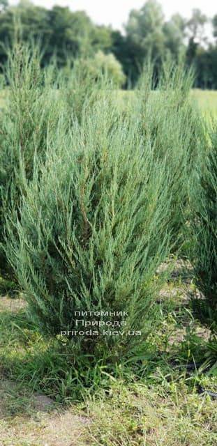 Ялівець скельний Скайрокет (Juniperus scopulorum Skyrocket) ФОТО Розплідник рослин Природа (10)