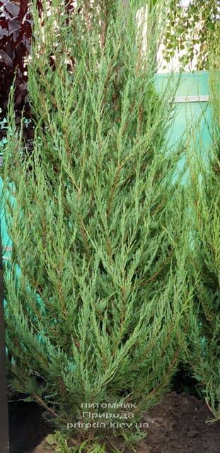 Можжевельник скальный Скайрокет (Juniperus scopulorum Skyrocket) ФОТО Питомник растений Природа (15)