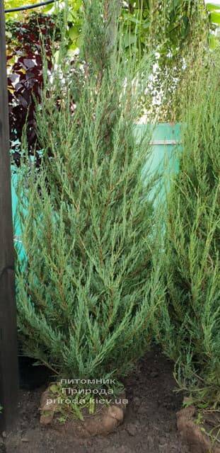 Можжевельник скальный Скайрокет (Juniperus scopulorum Skyrocket) ФОТО Питомник растений Природа (16)