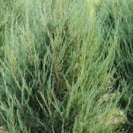 Можжевельник скальный Скайрокет (Juniperus scopulorum Skyrocket) ФОТО Питомник растений Природа (17)