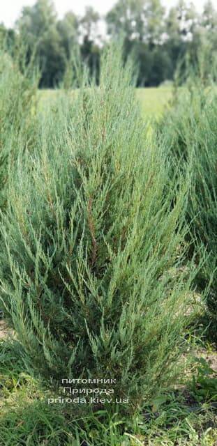 Можжевельник скальный Скайрокет (Juniperus scopulorum Skyrocket) ФОТО Питомник растений Природа (17)