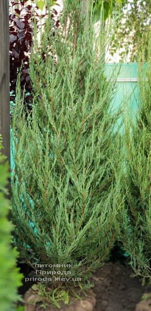 Можжевельник скальный Скайрокет (Juniperus scopulorum Skyrocket) ФОТО Питомник растений Природа (19)