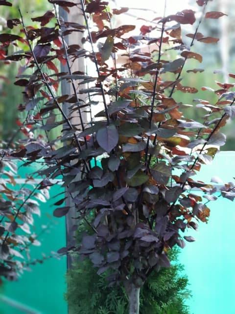 Слива растопыренная Писсарди (Prunus cerasifera Pissardii) ФОТО Питомник растений Природа (11)