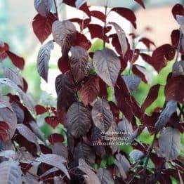 Слива розчепірена Піссарда (Prunus cerasifera Pissardii) ФОТО Розплідник рослин Природа (2)
