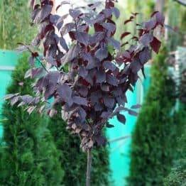 Слива розчепірена Піссарда (Prunus cerasifera Pissardii) ФОТО Розплідник рослин Природа (5)