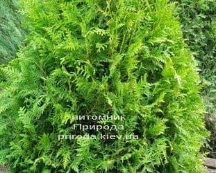 Туя западная Брабант (Thuja occidentalis Brabant) ФОТО Питомник растений Природа (47)