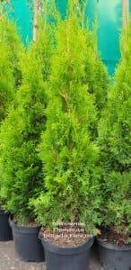 Туя западная Смарагд (Thuja occidentalis Smaragd) ФОТО Питомник растений Природа (1-1)