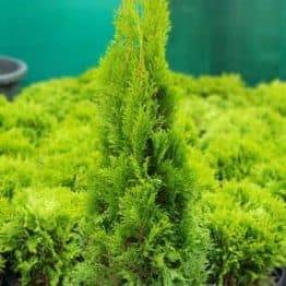 Туя західна Смарагд (Thuja occidentalis Smaragd) ФОТО Розплідник рослин Природа (3)