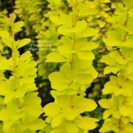 Барбарис Тунберга Марія (Berberis thunbergii Maria) ФОТО Розплідник рослин Природа (2)