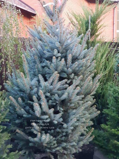 Ель голубая Фат Альберт (Picea pungens Fat Albert) ФОТО Питомник растений Природа (2)