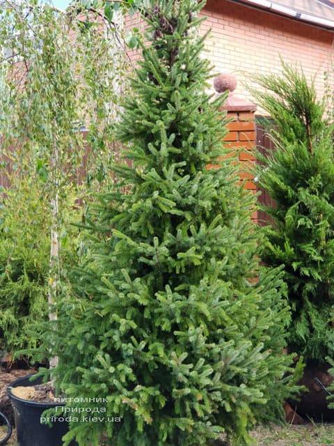 Ялина Сербська (Picea omorica) ФОТО Розплідник рослин Природа (5)