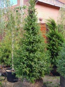 Ель Сербская (Picea omorica) ФОТО Питомник растений Природа (6)