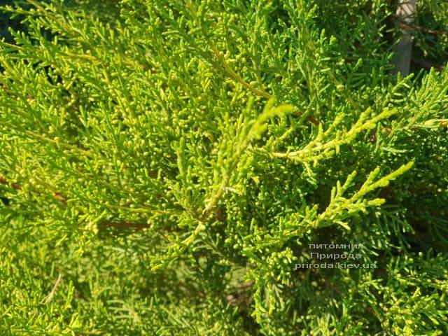 Можжевельник китайский Куривао Голд (Juniperus chinensis Kuriwao Gold) ФОТО Питомник декоративных растений Природа (1)