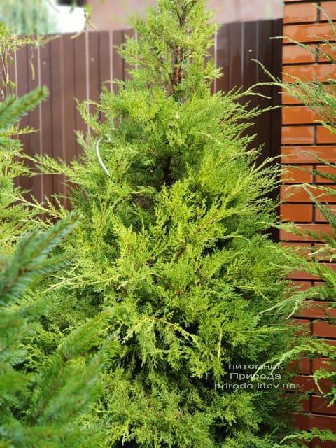 Можжевельник китайский Куривао Голд (Juniperus chinensis Kuriwao Gold) ФОТО Питомник декоративных растений Природа (2)