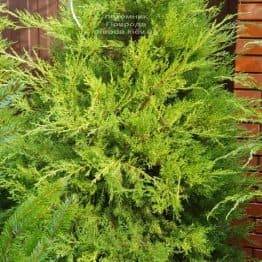 Ялівець китайський Курівао Голд (Juniperus chinensis Kuriwao Gold) ФОТО Розплідник декоративних рослин Природа (4)