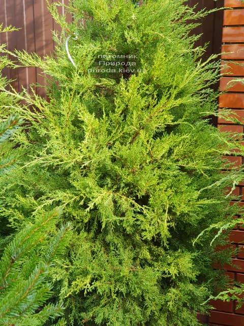 Можжевельник китайский Куривао Голд (Juniperus chinensis Kuriwao Gold) ФОТО Питомник декоративных растений Природа (4)