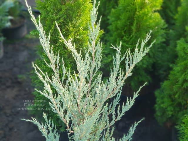 Можжевельник скальный Скайрокет (Juniperus scopulorum Skyrocket) ФОТО Питомник растений Природа (1)