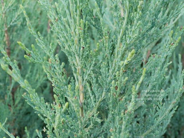 Можжевельник скальный Скайрокет (Juniperus scopulorum Skyrocket) ФОТО Питомник растений Природа (2)