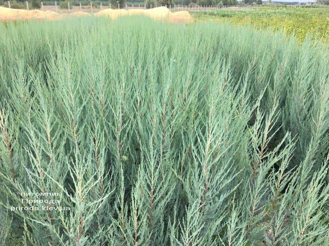 Можжевельник скальный Скайрокет (Juniperus scopulorum Skyrocket) ФОТО Питомник растений Природа (3)
