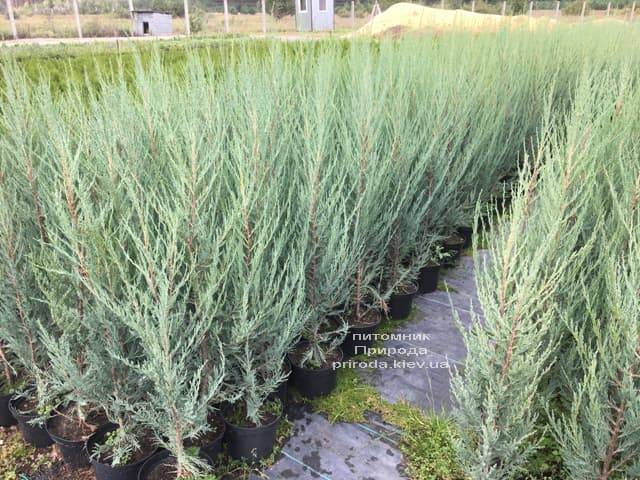 Можжевельник скальный Скайрокет (Juniperus scopulorum Skyrocket) ФОТО Питомник растений Природа (4)