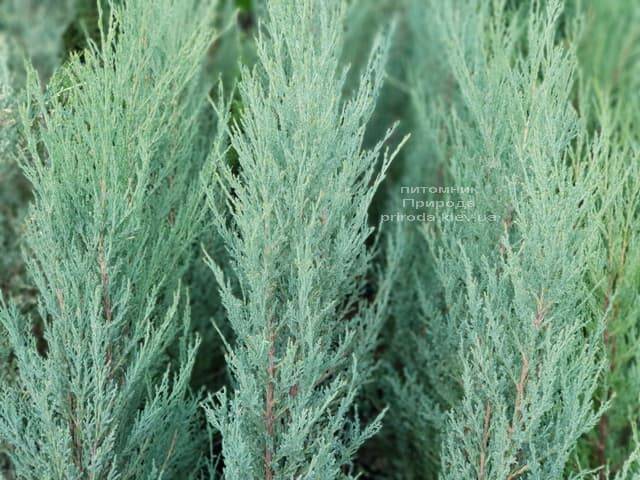 Ялівець скельний Скайрокет (Juniperus scopulorum Skyrocket) ФОТО Розплідник рослин Природа (5)