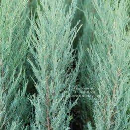 Можжевельник скальный Скайрокет (Juniperus scopulorum Skyrocket) ФОТО Питомник растений Природа (6)