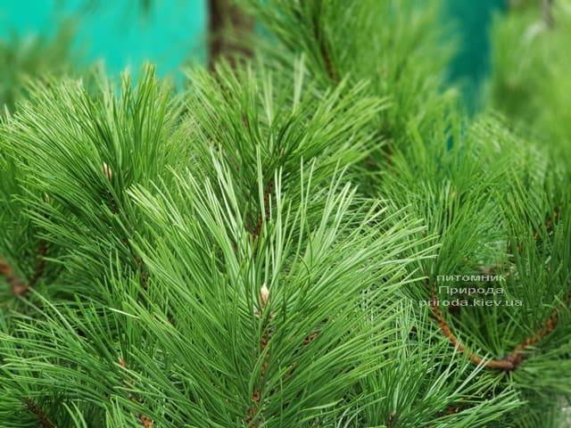 Сосна Чёрная (Австрийская) (Pinus nigra austriaca) ФОТО Питомник растений Природа (4)