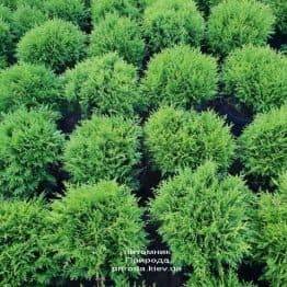 Туя західна Даніка (Thuja occidentalis Danica) ФОТО Розплідник рослин Природа (16)