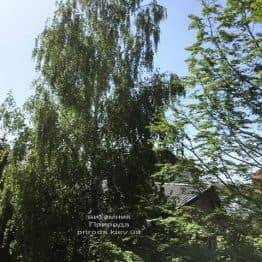 Береза біла бородавчаста повисла (плакуча) (Betula pendula) ФОТО Розплідник рослин Природа (1)