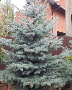 Ель голубая Эдит (Picea pungens Edith) ФОТО Питомник растений Природа (10)