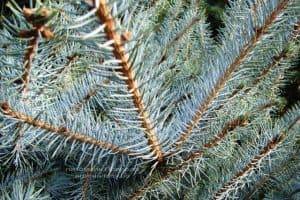 Ель колючая голубая Эдит (Picea pungens Edith) ФОТО Питомник растений Природа (3)