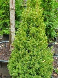 Ель канадская Коника (Picea glauca Conica) ФОТО Питомник растений Природа (3)