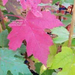 Клен Фрімана Отем Фентезі (Acer r. X freemanii Autumn Fantasy) ФОТО Розплідник рослин Природа (5)