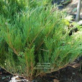 Можжевельник казацкий (Juniperus sabina) ФОТО Питомник растений Природа (1)
