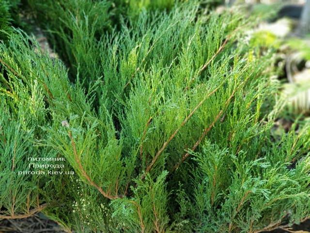 Можжевельник казацкий (Juniperus sabina) ФОТО Питомник растений Природа (2)