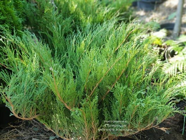 Можжевельник казацкий (Juniperus sabina) ФОТО Питомник растений Природа (3)