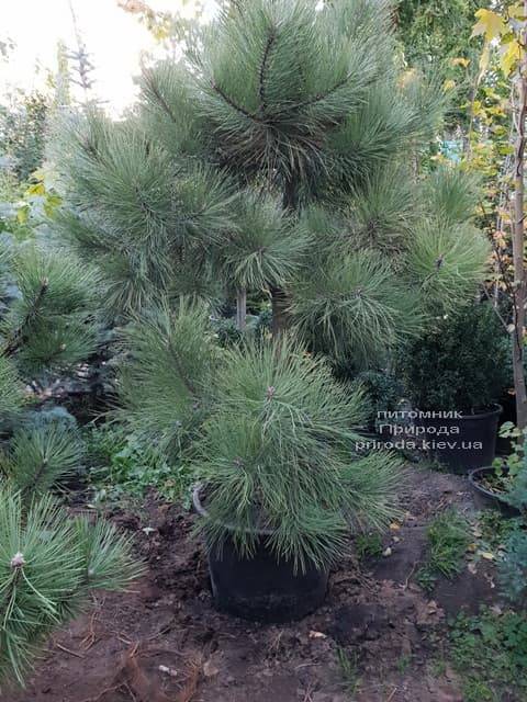 Сосна Орегонская (Жёлтая) (Pinus ponderosa) ФОТО Питомник растений Природа (3)