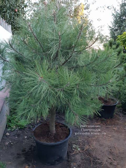 Сосна Орегонская (Жёлтая) (Pinus ponderosa) ФОТО Питомник растений Природа (5)