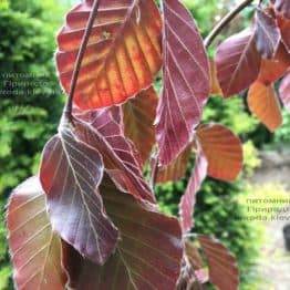 Бук лесной краснолистный плакучий (Fagus sylvatica Purple Fountain) ФОТО Питомник растений Природа (1)