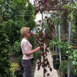 Бук лесной краснолистный плакучий (Fagus sylvatica Purple Fountain) ФОТО Питомник растений Природа (2)