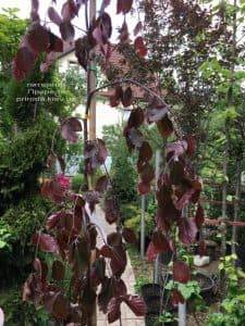 Бук лесной краснолистный плакучий (Fagus sylvatica Purple Fountain) ФОТО Питомник растений Природа (3)