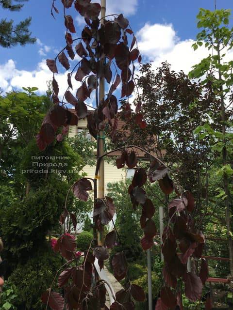 Бук лесной краснолистный плакучий (Fagus sylvatica Purple Fountain) ФОТО Питомник растений Природа (4)