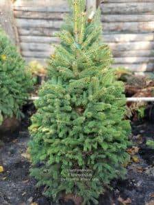 Ель Глаука (Picea pungens Glauca) ФОТО Питомник растений Природа (2)