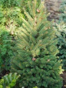 Ель Глаука (Picea pungens Glauca) ФОТО Питомник растений Природа (3)