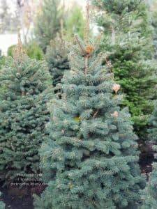 Ель Глаука (Picea pungens Glauca) ФОТО Питомник растений Природа (5)