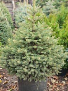 Ель Глаука (Picea pungens Glauca) ФОТО Питомник растений Природа (6)